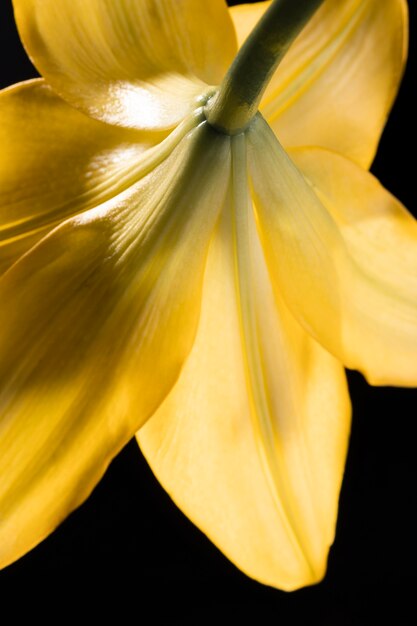 Hermosa flor de lirio amarillo macro