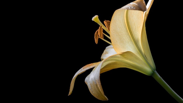 Hermosa flor de lirio amarillo