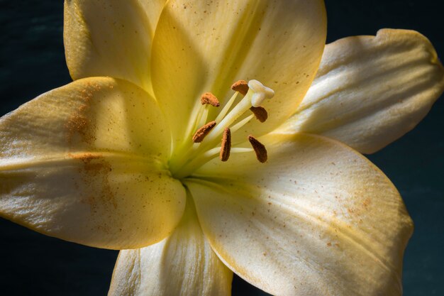 Hermosa flor de lirio amarillo