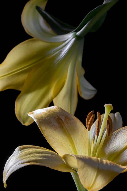 Hermosa flor de lirio amarillo