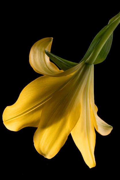Hermosa flor de lirio amarillo