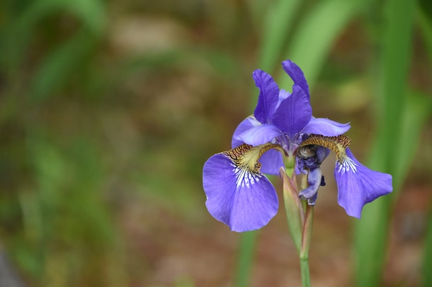 Hermosa flor de lirio siberiano en flor en un jardín.