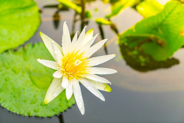 hermosa flor de loto púrpura con polen amarillo.