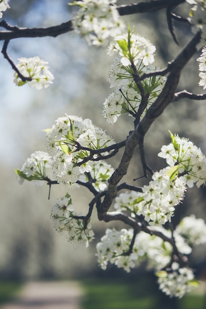 Hermosa flor de manzana blanca brota en una rama de un árbol durante el comienzo de la primavera