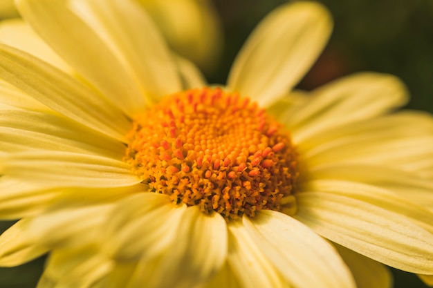 Hermosa flor de margarita amarilla fresca