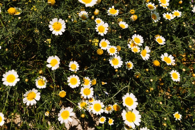 Foto gratuita hermosa flor de margarita blanca en flor