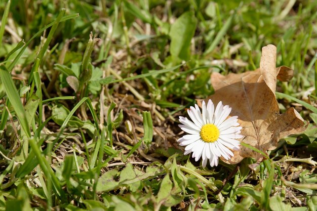 Hermosa flor de margarita blanca