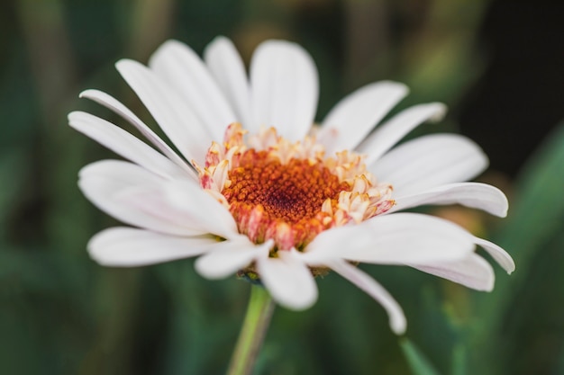 Hermosa flor de margarita fresca blanca