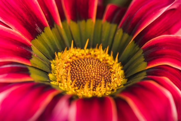 Hermosa flor de margarita roja fresca