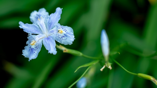 hermosa flor de mariposa azul con pared verde borrosa