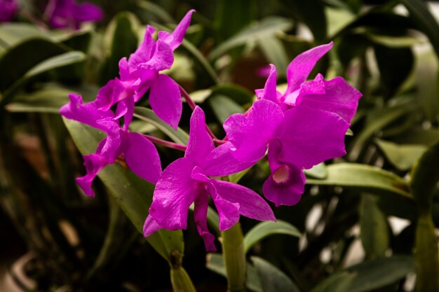 Hermosa flor morada con fondo borroso