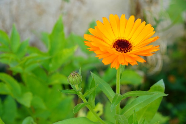 Hermosa flor de naranja con hojas verdes