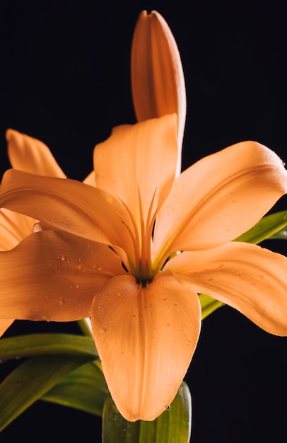 Hermosa flor de naranja en el rocío