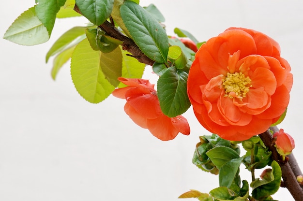 Hermosa flor naranja