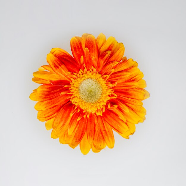 Hermosa flor naranja