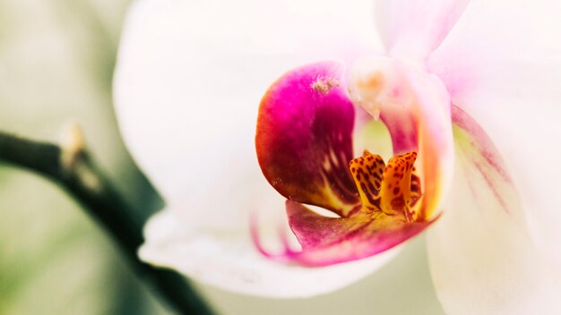 Hermosa flor de orquídea florece al aire libre