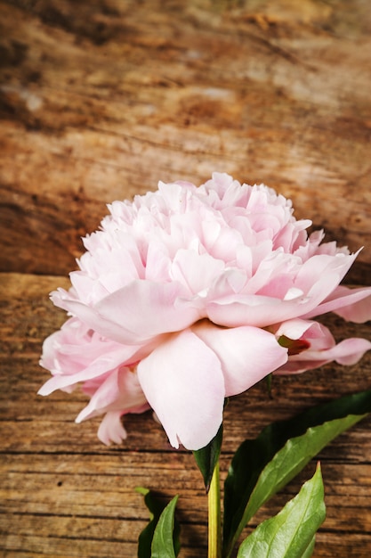 Hermosa flor de peonía fresca