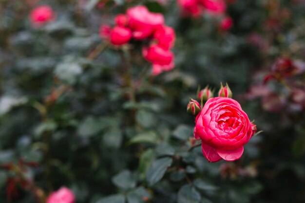 Hermosa flor de peonía rosa en el jardín