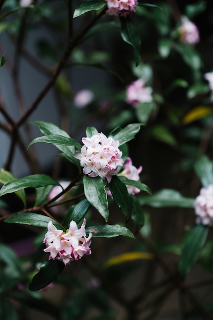 hermosa flor de pétalo rosa en el jardín