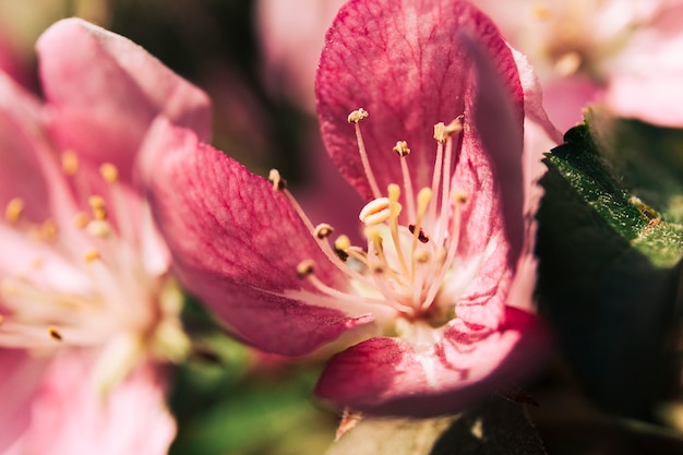 Foto gratuita hermosa flor con polen