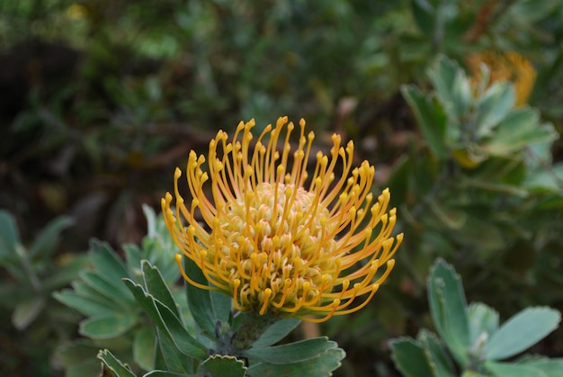 Foto gratuita hermosa flor de protea amarilla floreciente en hawai