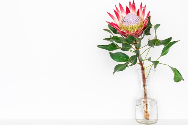 Hermosa flor protea sobre un fondo blanco aislado