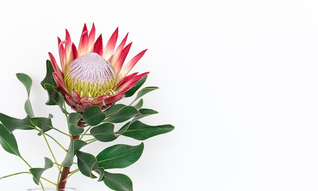 Hermosa flor protea sobre un fondo blanco aislado