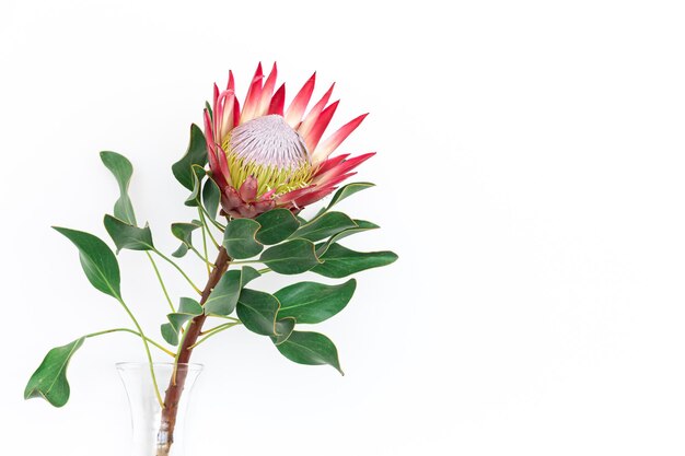 Hermosa flor protea sobre un fondo blanco aislado