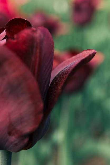 Hermosa flor que florece en día de primavera