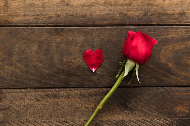 Hermosa flor roja fresca cerca de pétalos