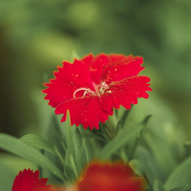 Hermosa flor roja fresca con follaje verde