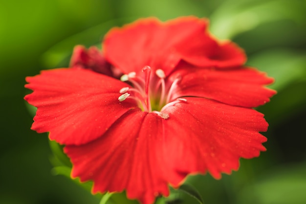 Hermosa flor roja fresca con hojas verdes