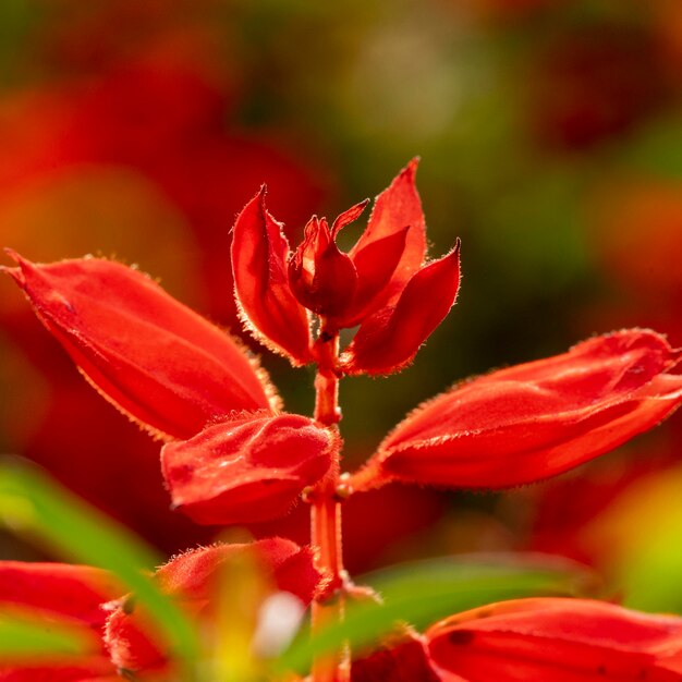 Hermosa flor roja macro naturaleza