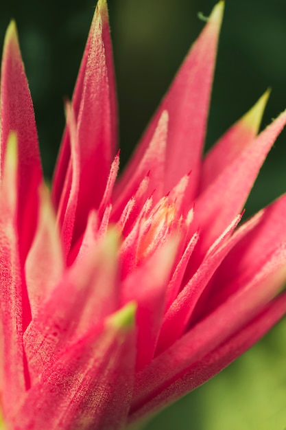 Hermosa flor rosa exótica fresca