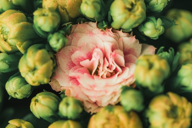 Foto gratuita hermosa flor rosa fresca entre brotes.