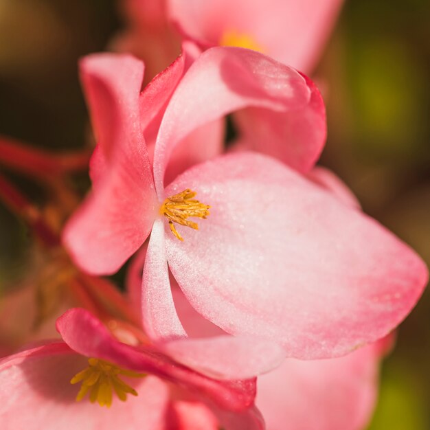 Hermosa flor rosa fresca con centro amarillo