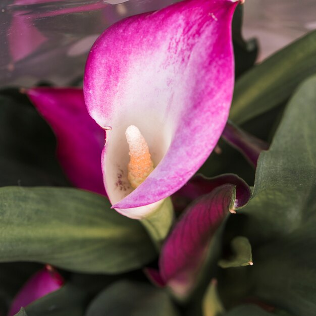 Hermosa flor rosa fresca con follaje verde