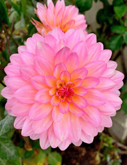 Hermosa flor rosa que crece en un campo