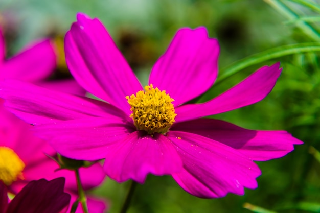 Hermosa flor rosa