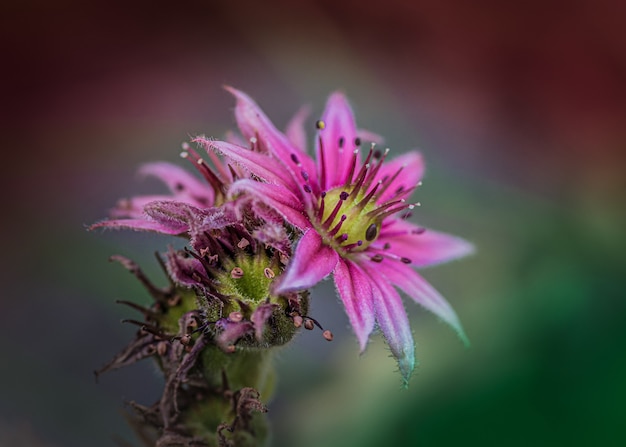 Hermosa flor de sedum con fondo borroso
