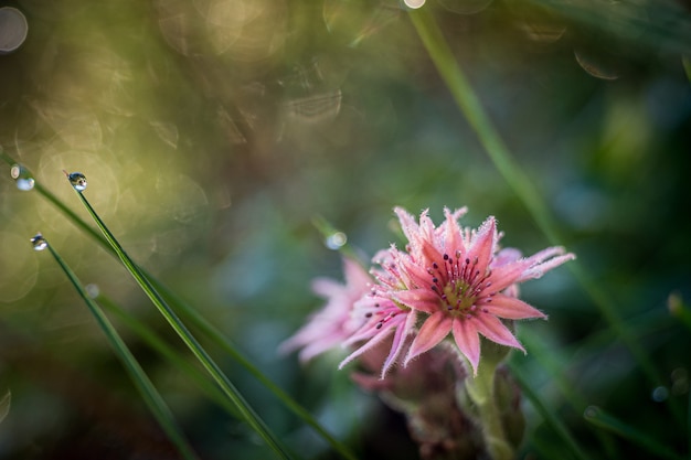 Foto gratuita hermosa flor de sedum con superficie borrosa