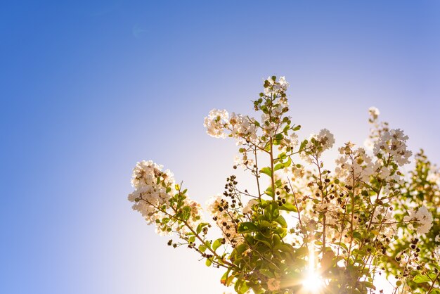 Hermosa flor silvestre en retroiluminación de la mañana, contra el cielo azul de fondo.
