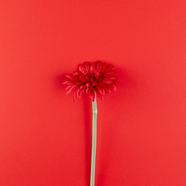 Hermosa flor sobre fondo rojo