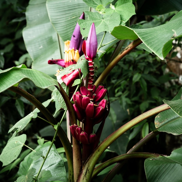 Hermosa flor tropical morada