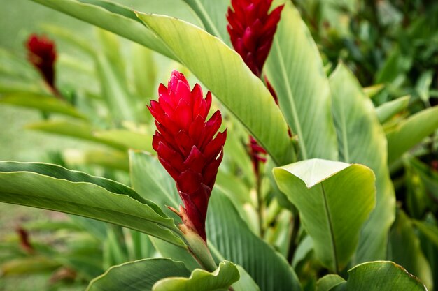 Hermosa flor tropical roja con fondo borroso