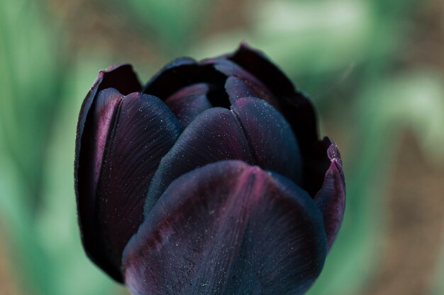 Hermosa flor de tulipán solo