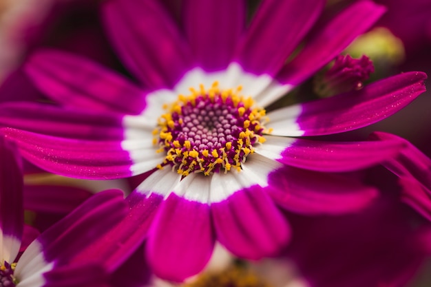 Hermosa flor violeta fresca