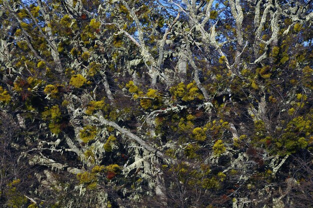 Y hermosa flora en la Patagonia durante el día.