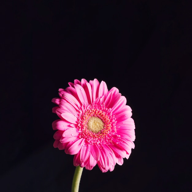 Hermosa floración rosa brillante fresca en rocío