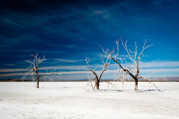 Foto gratuita hermosa foto de 3 árboles desnudos congelados que crecen en un terreno nevado y el cielo oscuro en el fondo